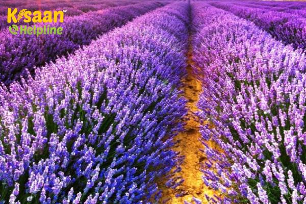 lavender (लैवेंडर) lavender (लैवेंडर)